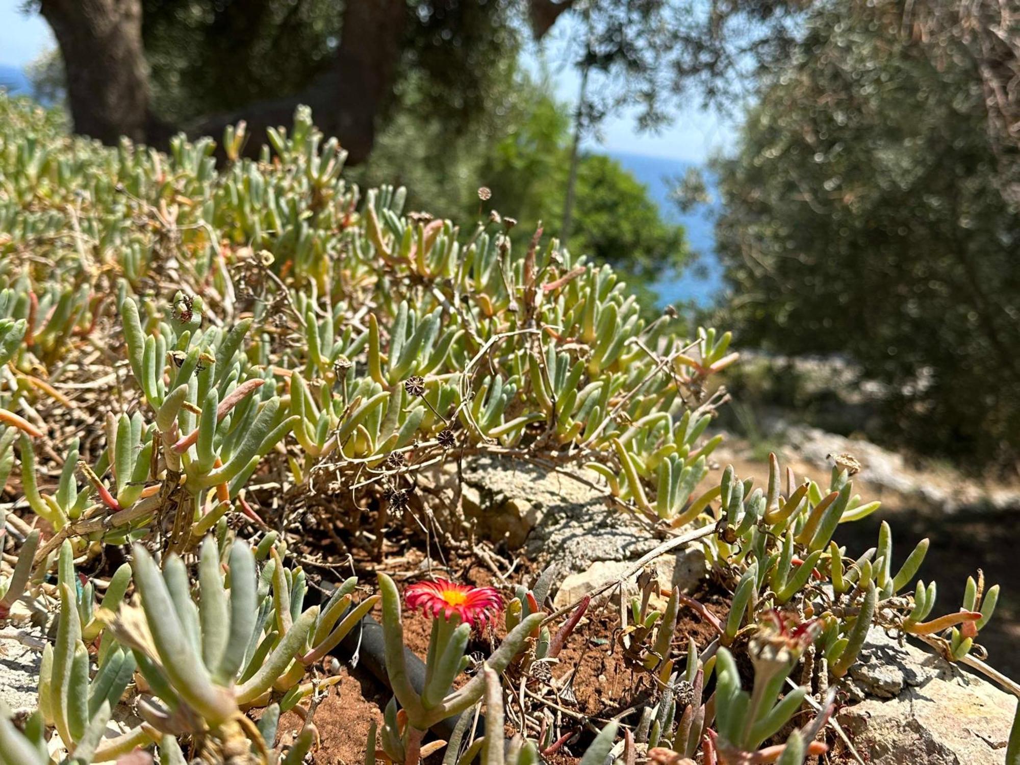 Villetta Dagre Fronte Mare Мариттима Экстерьер фото